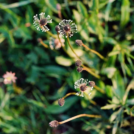 Σαλέ The Red Raistin