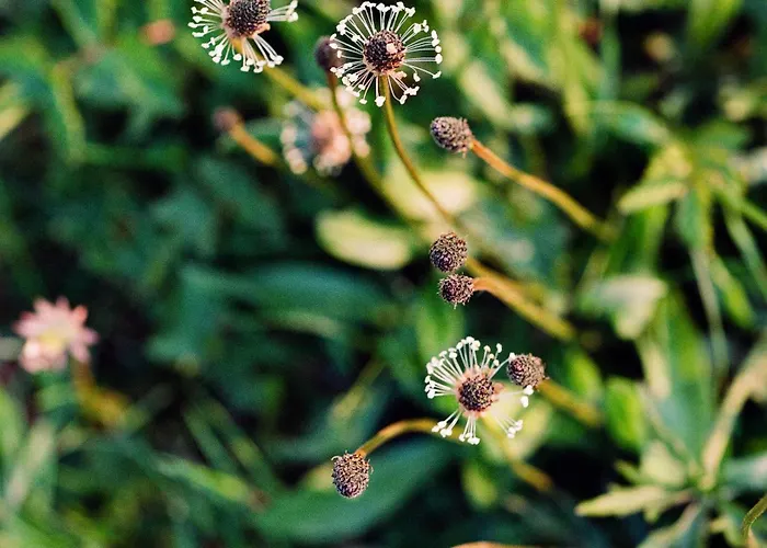 Σαλέ The Red Raistin